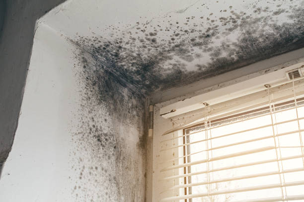 Trusted Mold Testing service in Barrington, NJ - Cheap Mold Removal